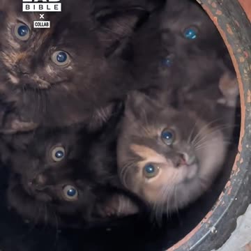 The Cat Distribution System Works 🐱😂