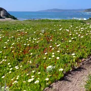 Wildflower Walk | Roaming the Shores of Big Sur