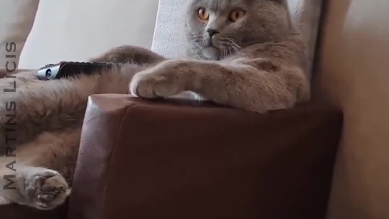 funny cat videp