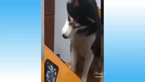 Cute Dog Hilarious Jump Moment |animals funny moment |try not to laugh