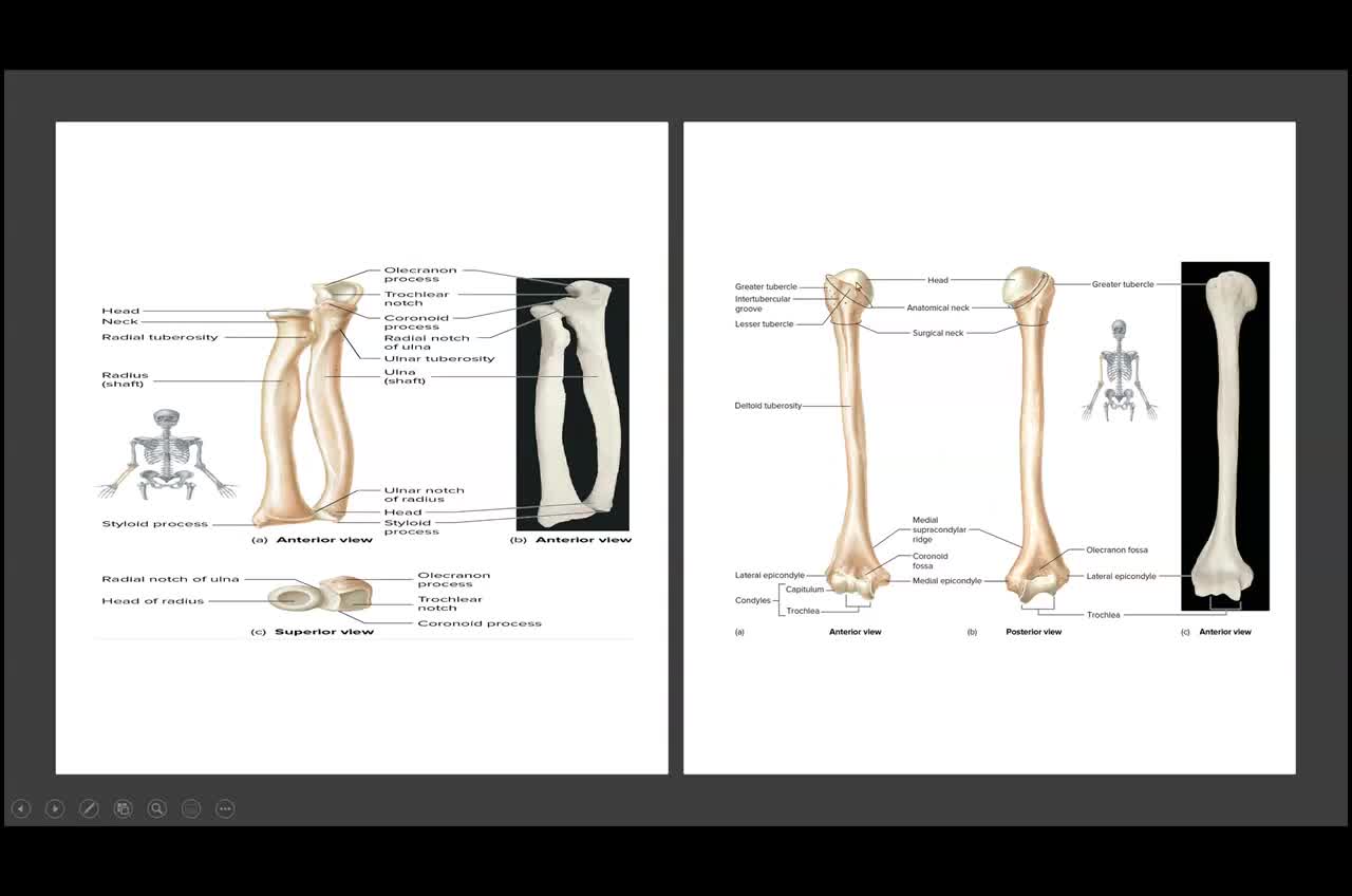 Skeletal Lab- Intro