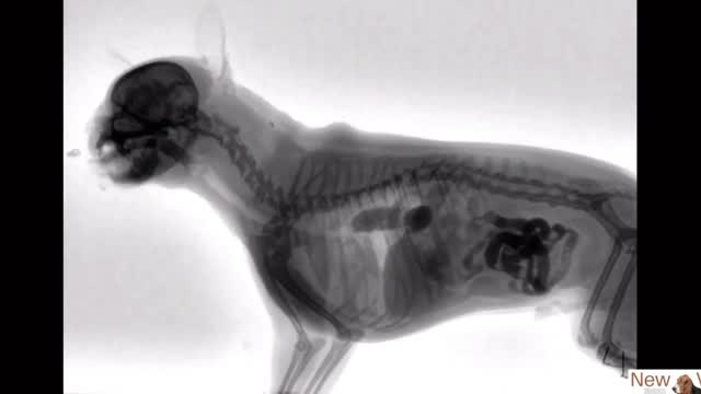 X-Ray of a Dog Eating Food