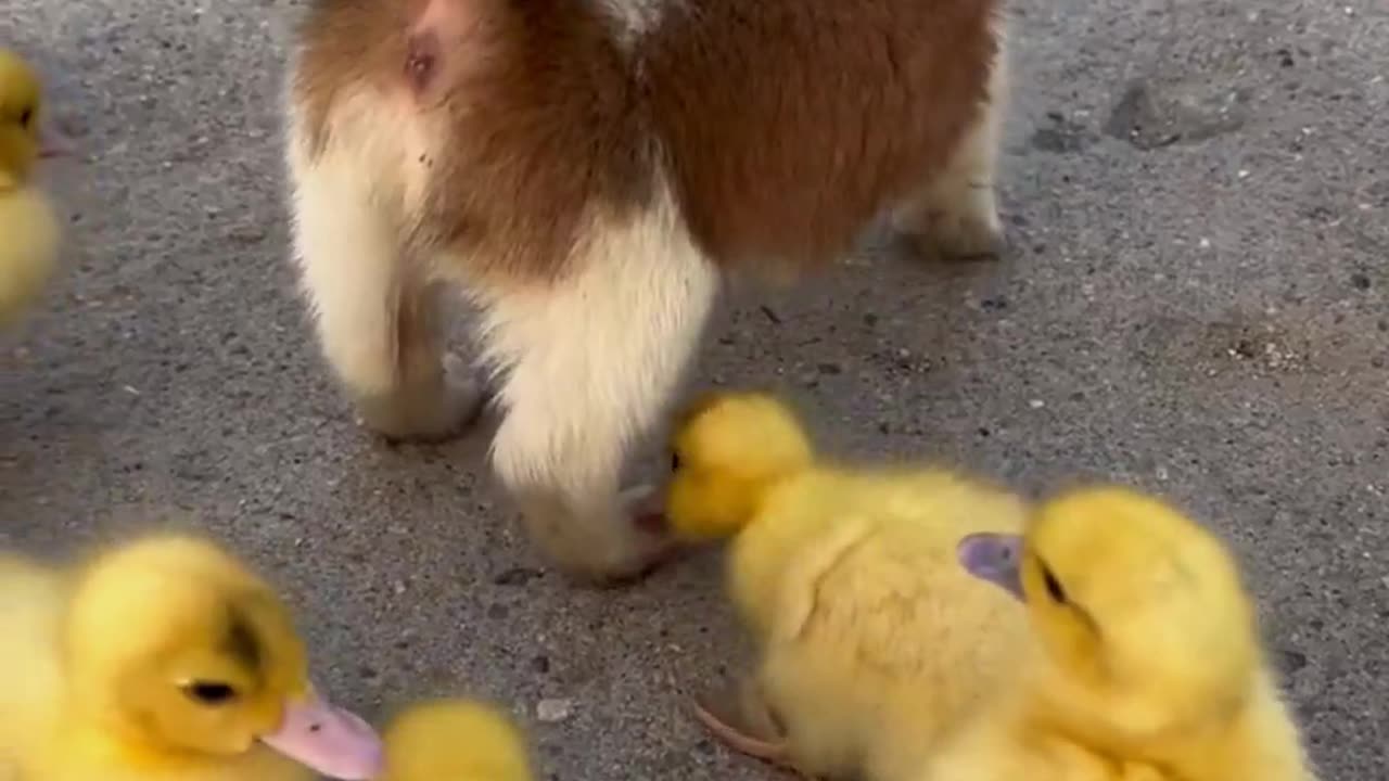 Puppy Runs: Chicks Chase for Ultimate Cuteness!