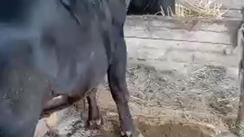 Feeding the cow