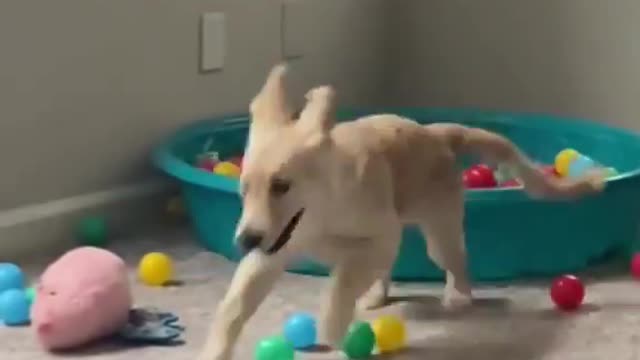 crazy puppy loves to play with ball!