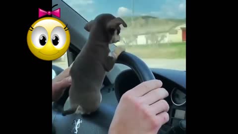 cute pets / cute animals