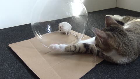 The Little Cat Would Like to Play with the Hamster