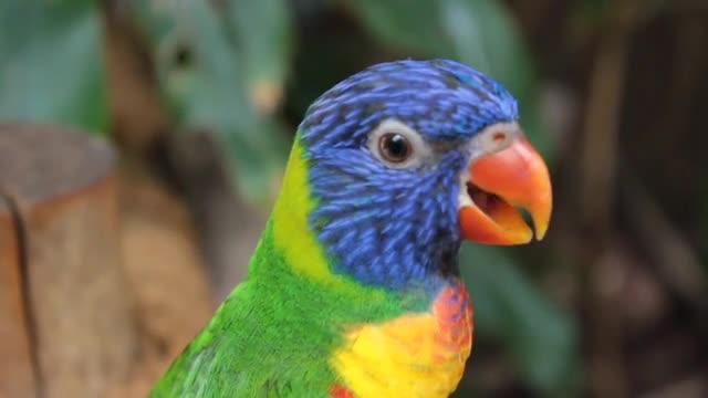 Beautiful parrot video