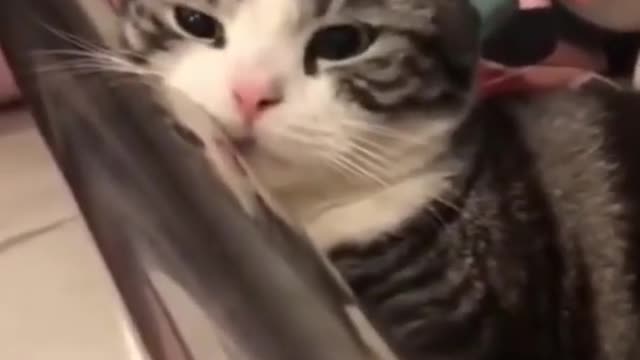 Super Cute Animals Cute cats and Funny dogs videos compilation