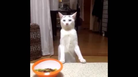 Lol🤣 funny cats😂 video compilation ,,short funny cats video