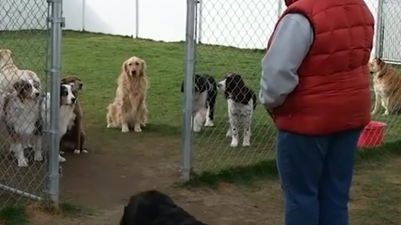 Good Dogs Wait For Their Names To Be Called.!!