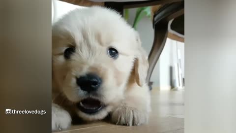 Little Golden Puppy Waiting For Dinner