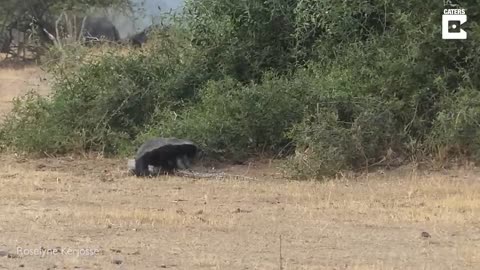 Python, Honey Badger & Jackal Fight Each Other