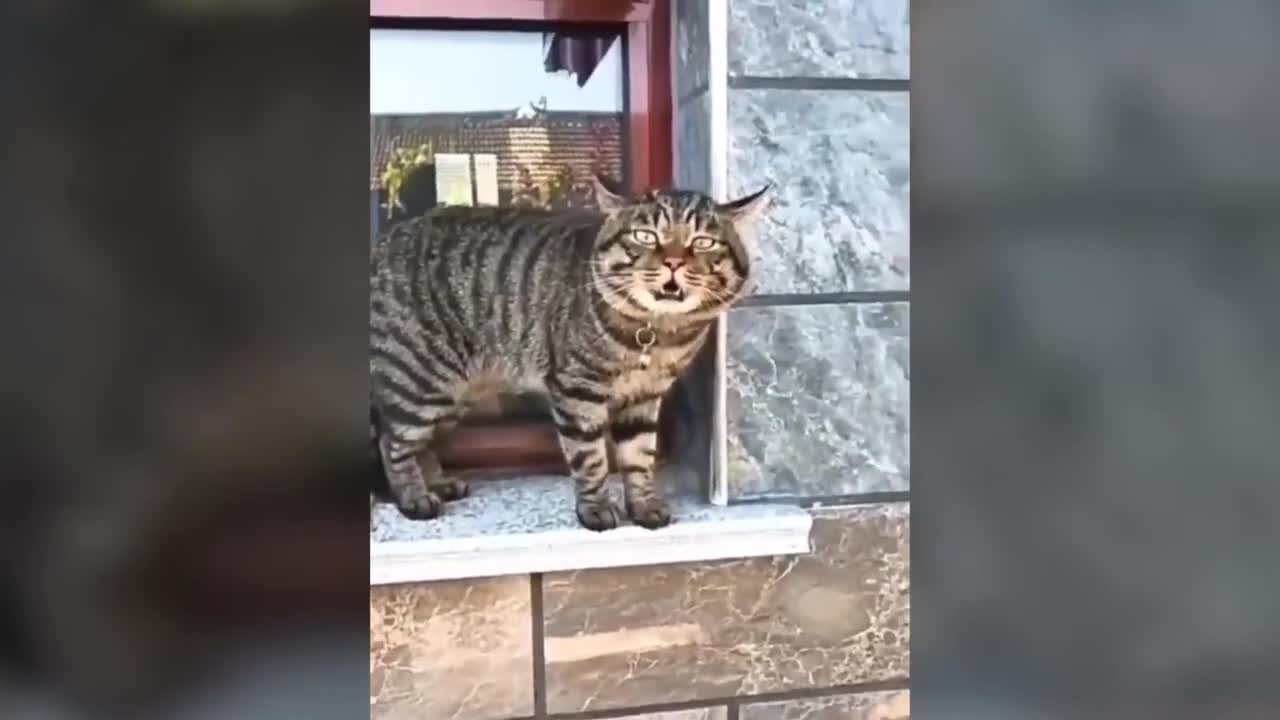 Amazing these cats can speak english