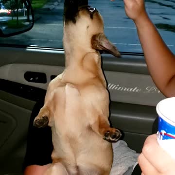 LuLu the Frug (French Bulldog/Pug) eating ice cream