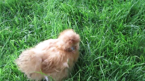 Sebright pullets and chicks