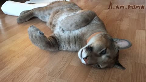 Domesticated puma sleeps underneath Christmas tree