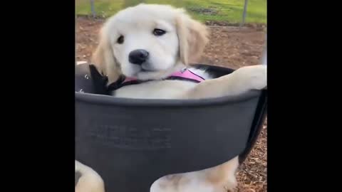 Best funny and cute pets video 2022