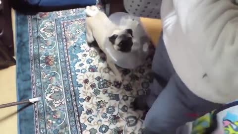 Wold Top 10 Dog barking and traning Funny video 2022