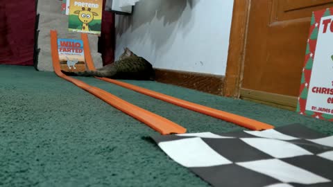 Cat Attack Die Cast Racing ( Race Car VS. Old Pickup Truck ) Will the cat attack the car or watch