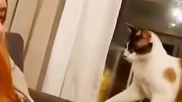 funny cat video