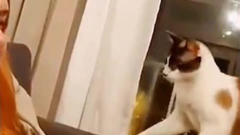 funny cat video