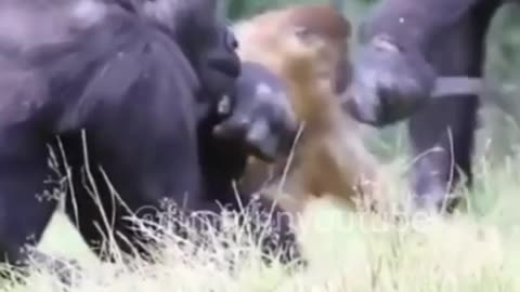 Monkey funny video