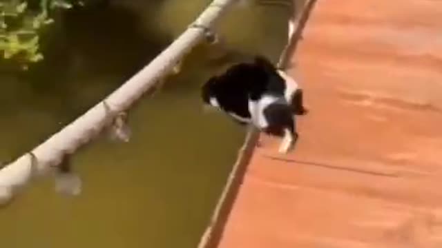 Funny Animals Compilation 2021| Fails Compilation video