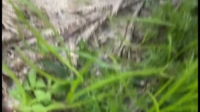The naughty little guy took a video and kept playing with the camera
