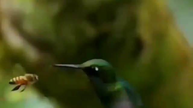 One Bee Attack Humming bird