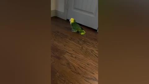 FUNNY BIRDS