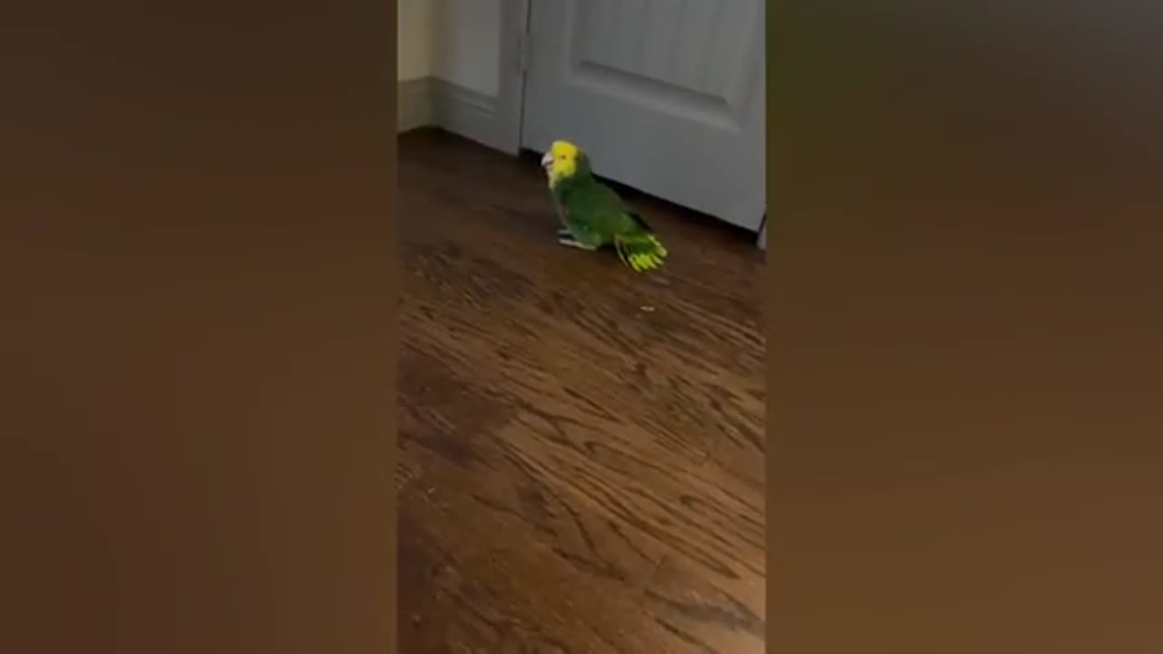 FUNNY BIRDS