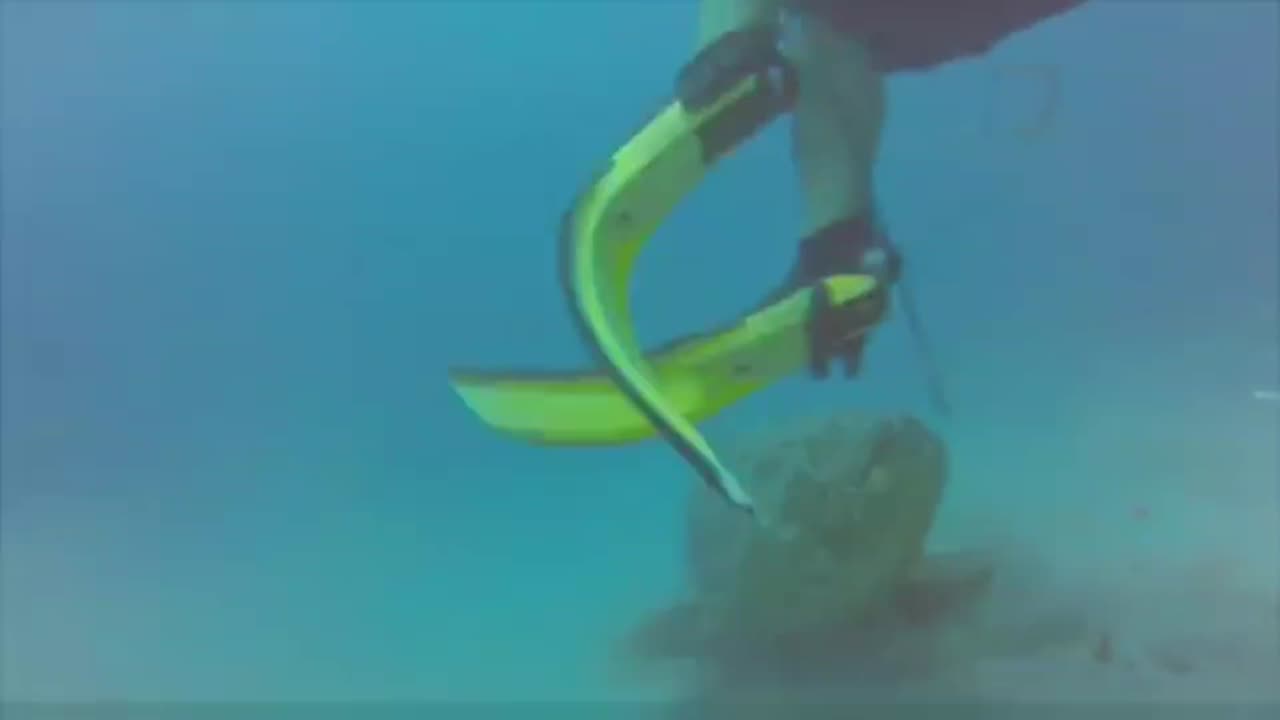 Goliath Grouper Attacks Diver 😱