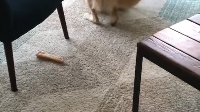 Blonde labrador rubs fur across carpet and wood floor