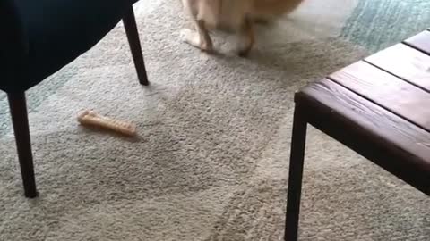 Blonde labrador rubs fur across carpet and wood floor