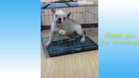 Funny Animals Compilation- pets