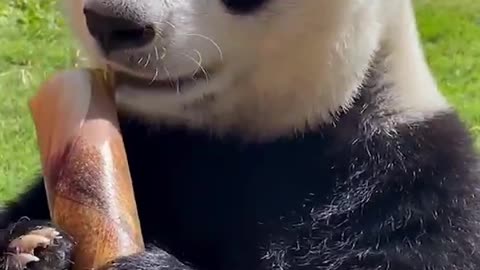 Happy to see this panda eat