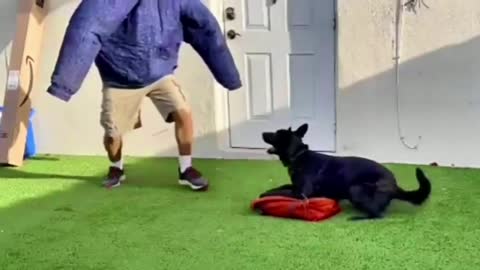 Training Dog to Guard People