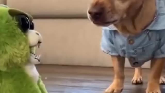 Cute and crazy animals.