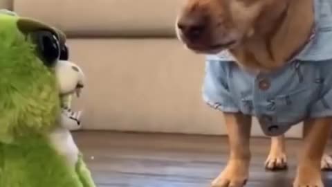 Cute and crazy animals.