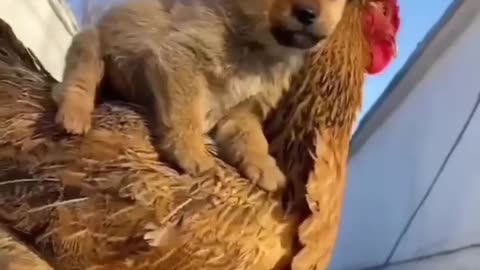 Cute and funny puppy