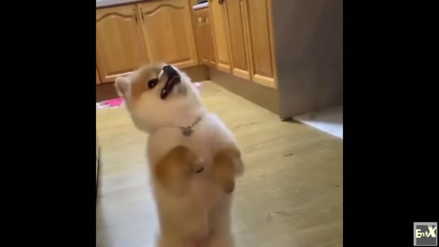 Cute dog can't wait for his treat