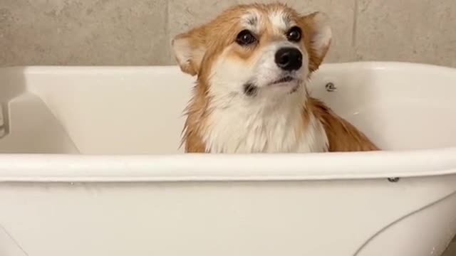 Corgis are dramatic af