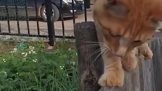 CUTE CAT VIDEO