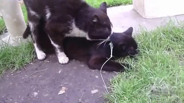 Cat Mating Success _ Funny Animal Mating HD _ Best Cat Video Compilation 😘💕