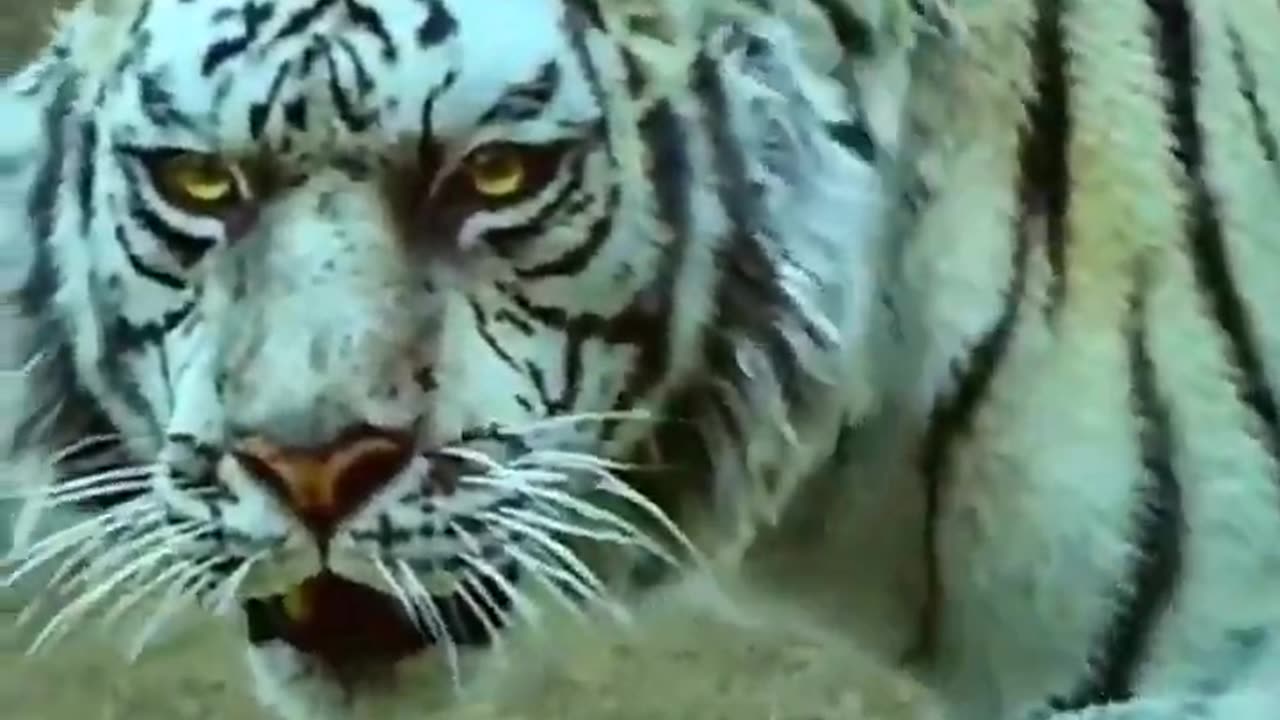 Tiger our dangerous