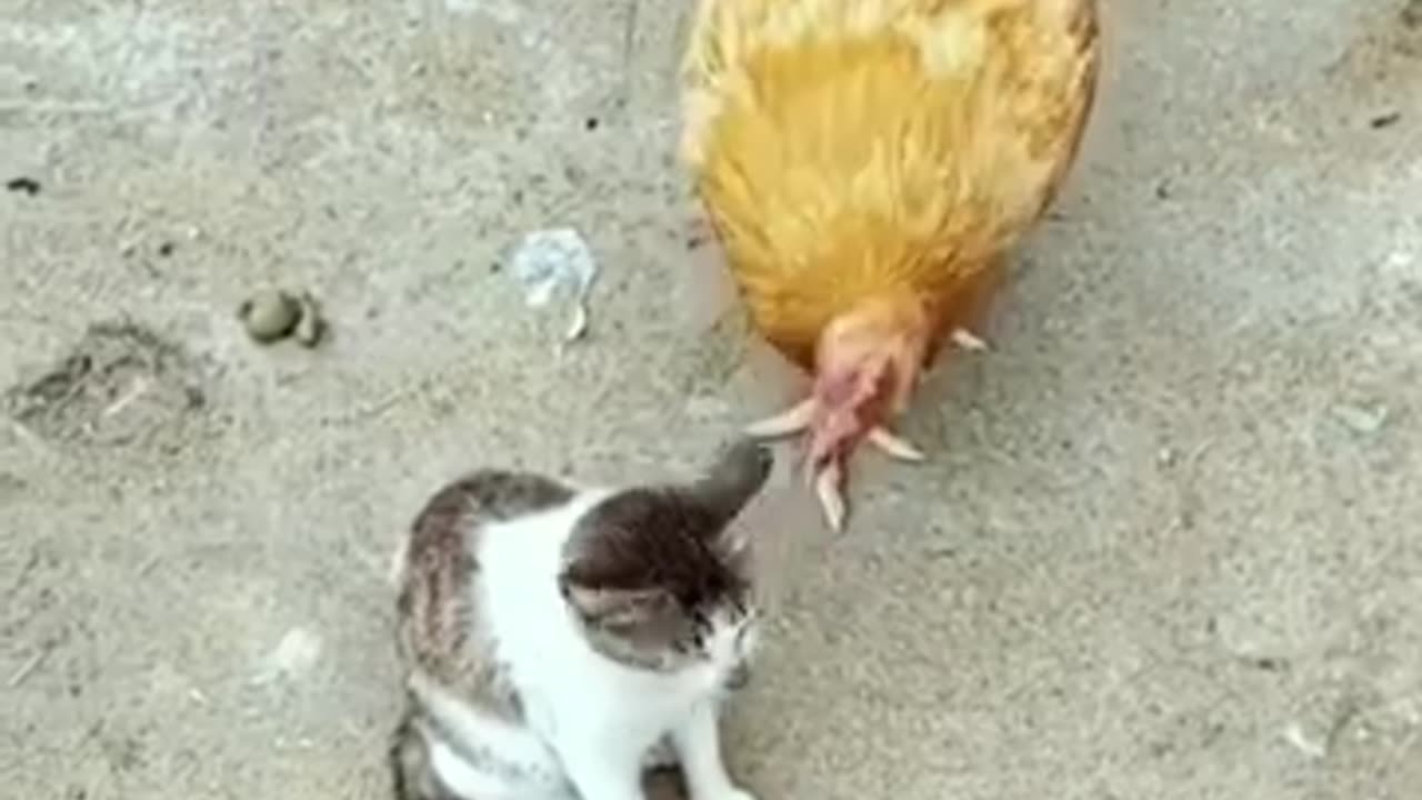 New funny animal videos|watch and try not to laugh 😂😂😂