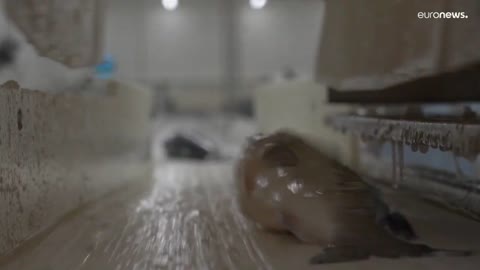 Fishing for gender equality_ empowering women in Europe's seafood sectors