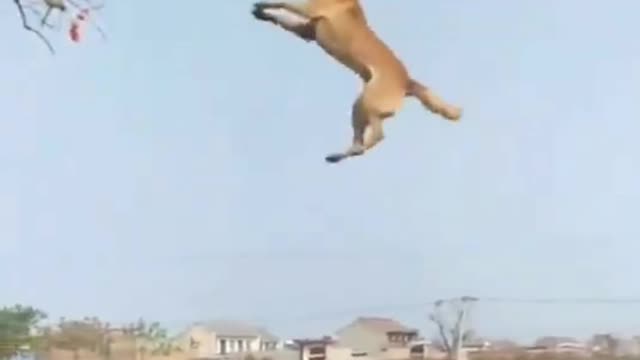 😱Dog Stunt Viral Video