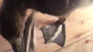 Bert, My special needs goose, one month old uses foot to kick head